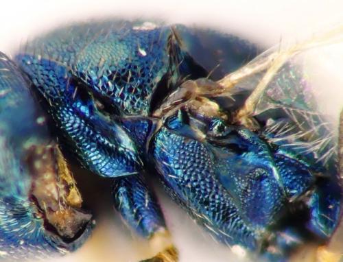 Pteromalus conopidarum